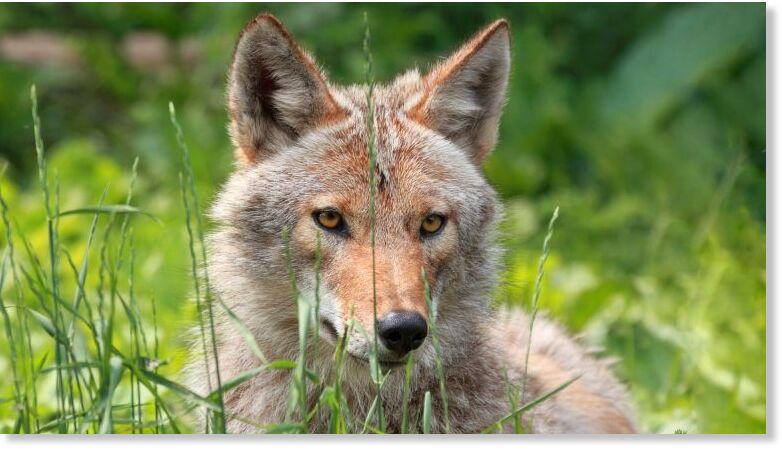 Coyote