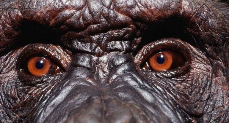 primate face
