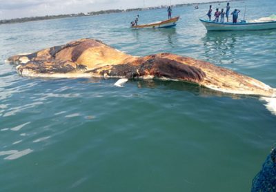 Click to enlarge The carcass of a Bryde’s whale