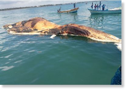 The carcass of a Bryde’s whale