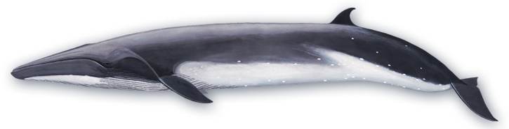 Bryde's whale