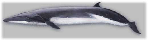 Bryde's whale