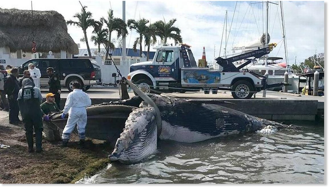 dead sei whale found on marathon's bayside, florida