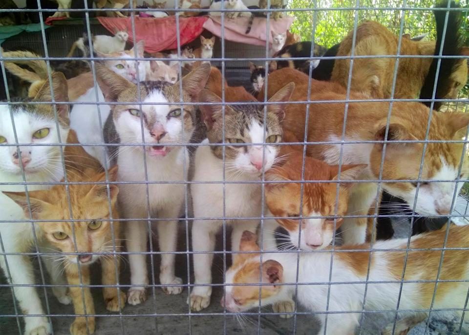 cats in cage