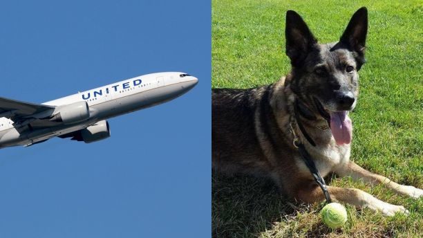 german shepherd sent to japan