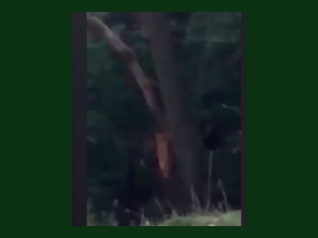 bigfoot