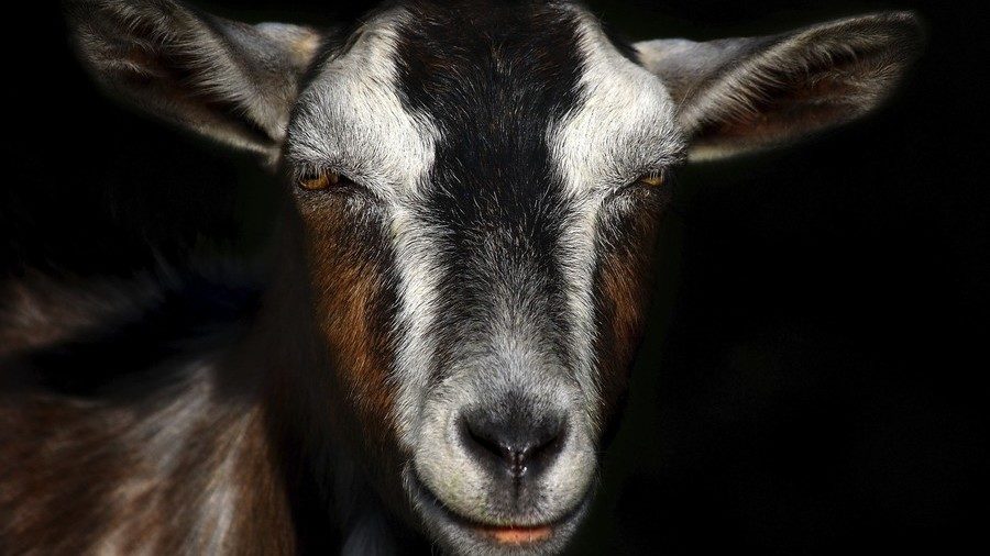 goat