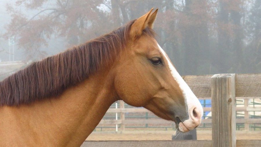 Horsefarm