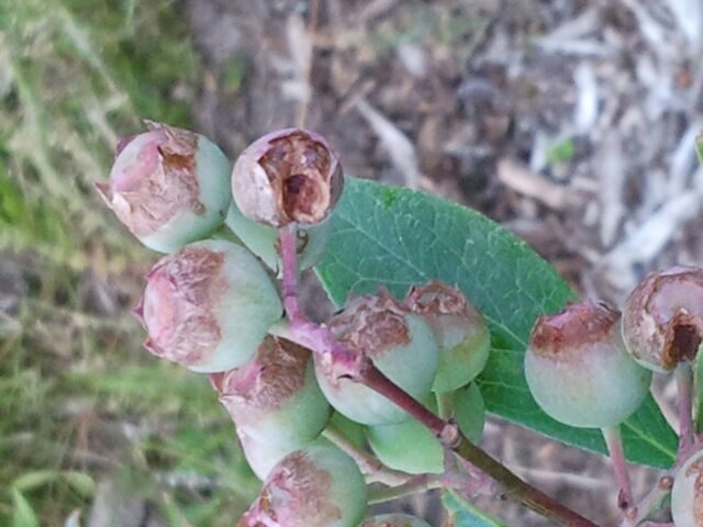 Freeze damage on sizing blueberries