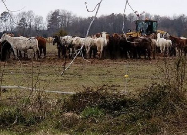 Click to enlarge horses in field