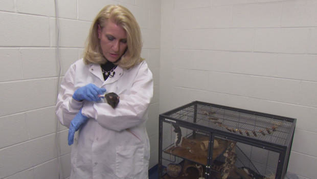 Kelly Lambert rat experiments