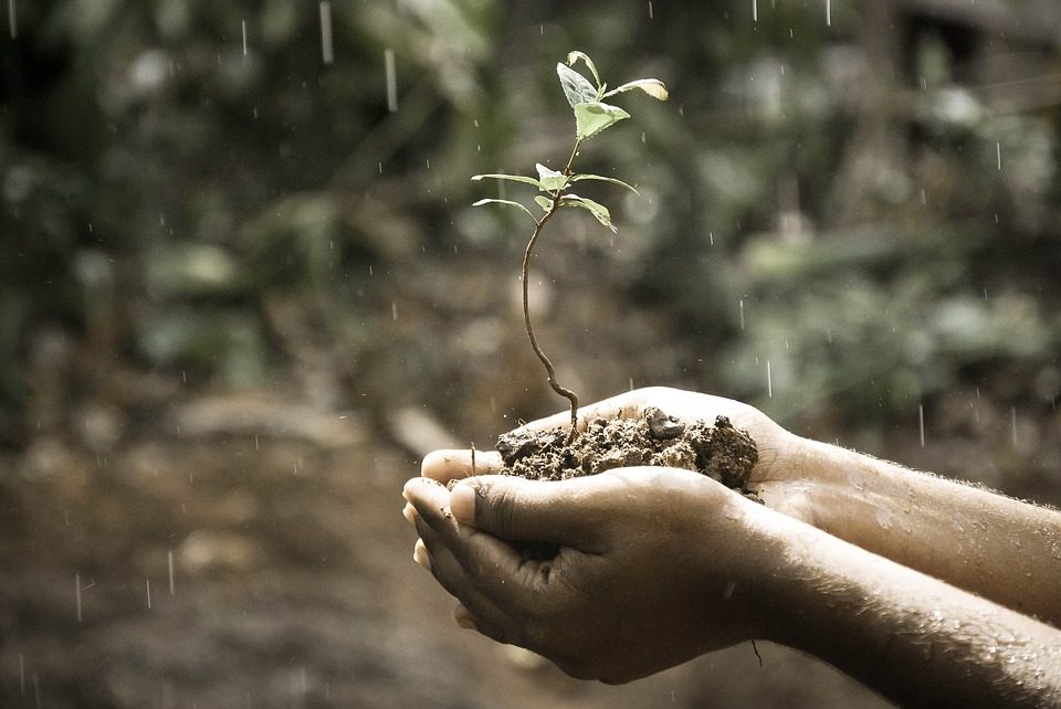 plant soil