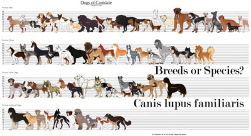 dogs breeds or species