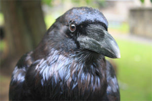 raven