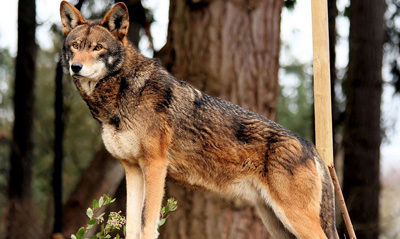 red wolf