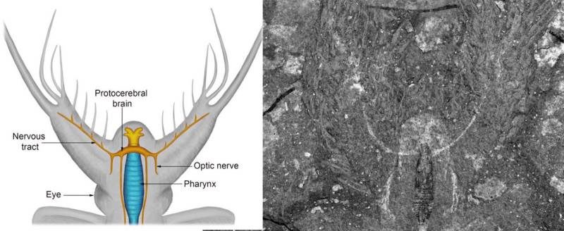 Click to enlarge fossilized brain Kerygmachela kierkegaardi