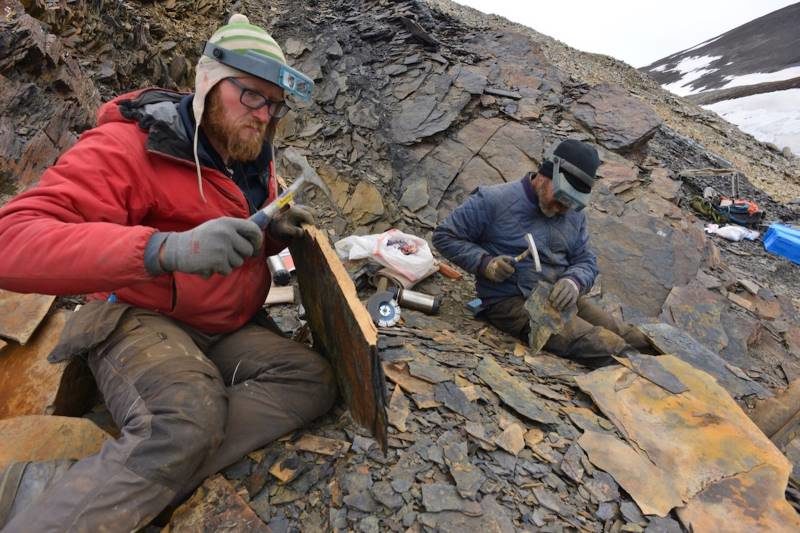 Click to enlarge brain fossil greenland