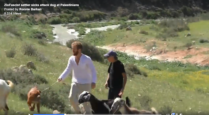jewish settler attack dog palestinian shepherd hebron