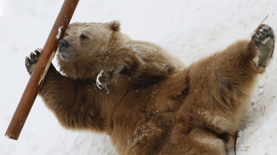 bear play