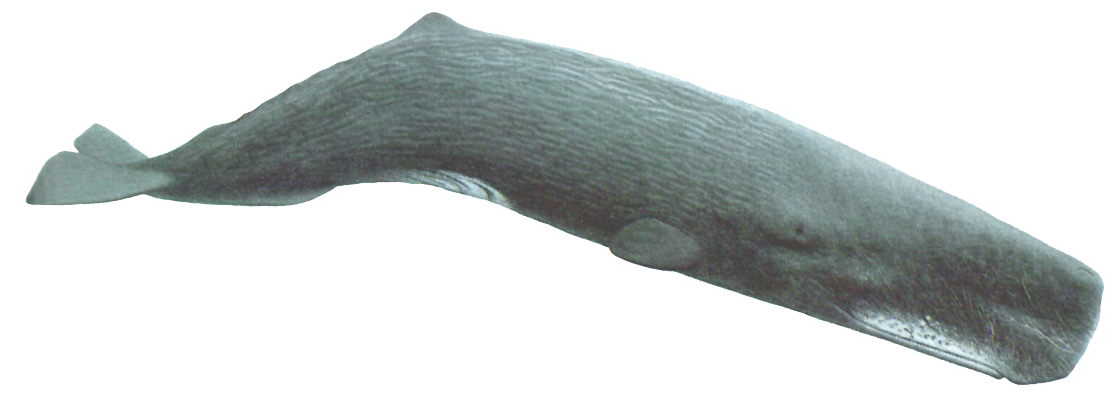 Click to enlarge sPERM WHALE