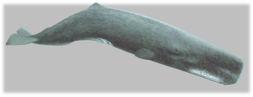 sPERM WHALE