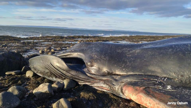 Click to enlarge Observers at the scene told Reid the whale is about 12 metres long, though the Marine Animal Response Society has not yet had the opportunity to measure the whale.