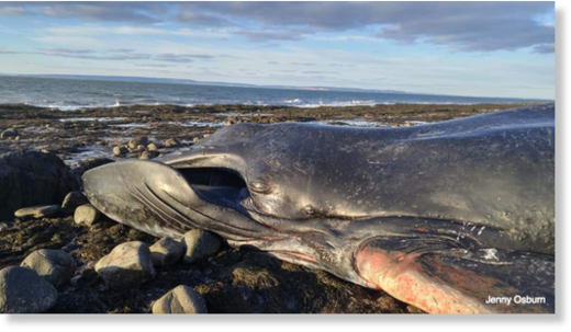 Observers at the scene told Reid the whale is about 12 metres long, though the Marine Animal Response Society has not yet had the opportunity to measure the whale.