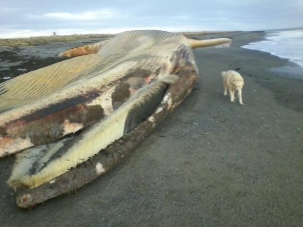 Alex MacLeod's dog, Bear, found this whale carcass on Sunday on a beach in Richmond County, Cape Breton.