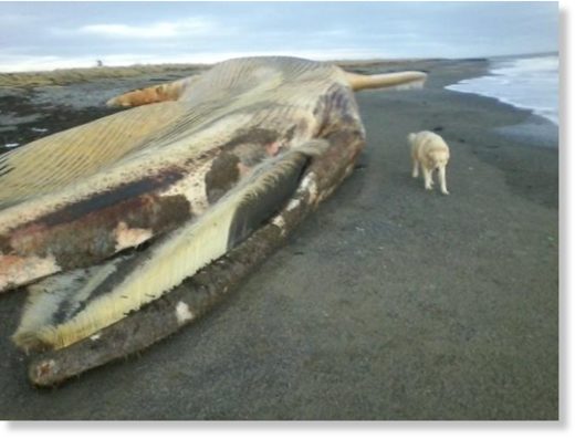 Alex MacLeod's dog, Bear, found this whale carcass on Sunday on a beach in Richmond County, Cape Breton.