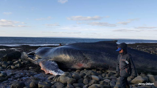 Click to enlarge Reid said from pictures, it looks like the whale was on the thin side.