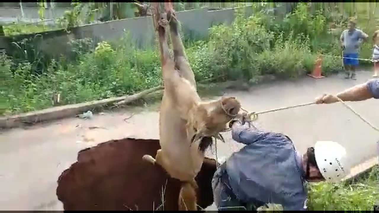 Click to enlarge Horse rescued