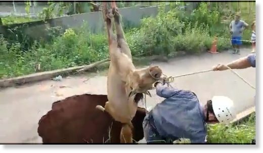 Horse rescued