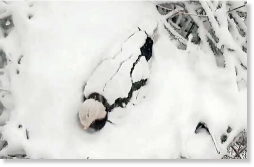 Bald eagle buried in snow