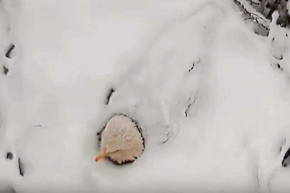 Bald eagle buried in snow