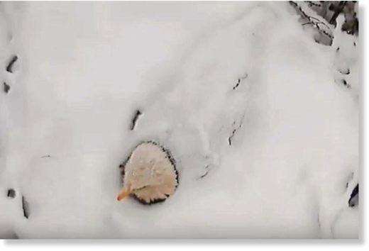 Bald eagle buried in snow