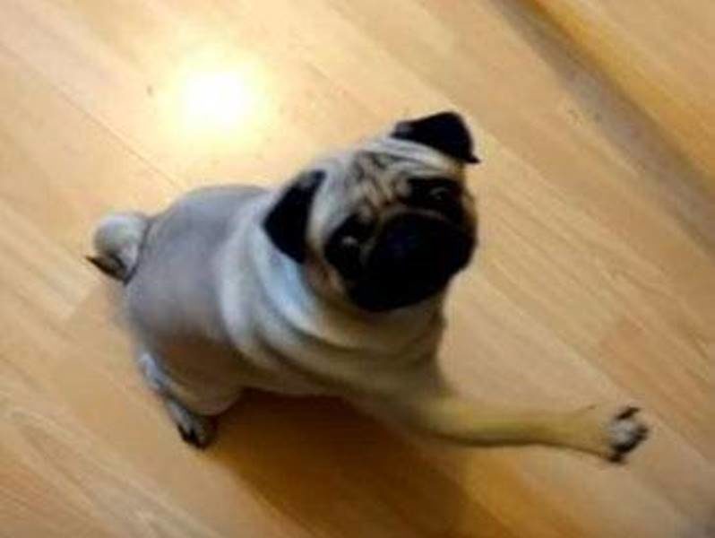 Click to enlarge nazi pug salute