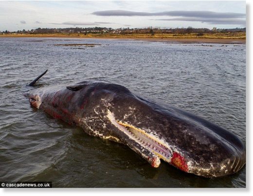 The huge 40ft giant was spotted by a dog walker after it became stranded on a stretch of beach