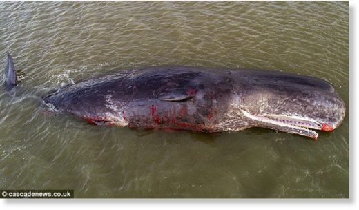 Rescue workers were scrambled to the site but when they arrived they found the whale had died