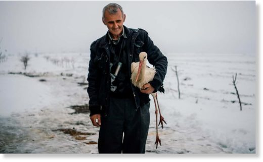 Click to enlarge Safet Halil holds a stork in his farm backyard. He found five of the stranded birds, took them home and lit a stove to warm them up, before feeding them fish.