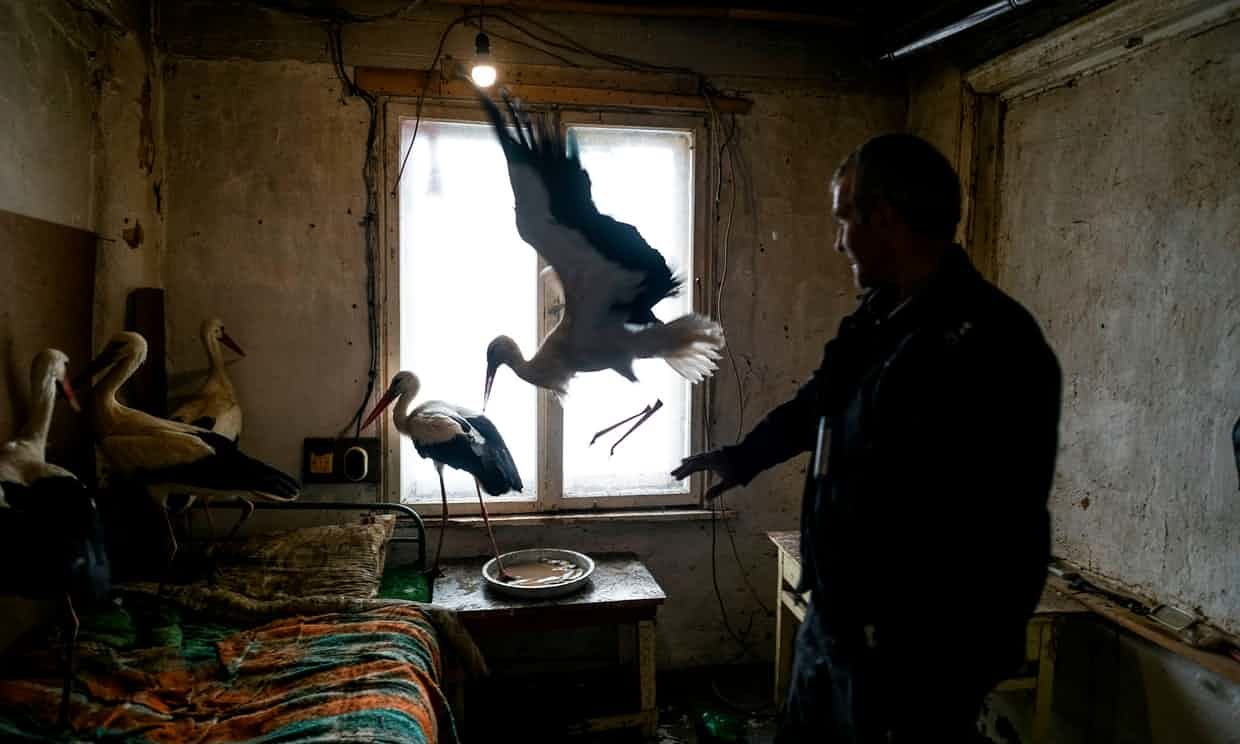 Click to enlarge Safet Halil stands next to the five storks he saved in the village of Zaritsa, Bulgaria.