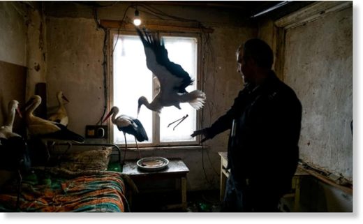 Click to enlarge Safet Halil stands next to the five storks he saved in the village of Zaritsa, Bulgaria.