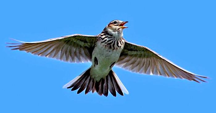 Click to enlarge Eurasian Skylark