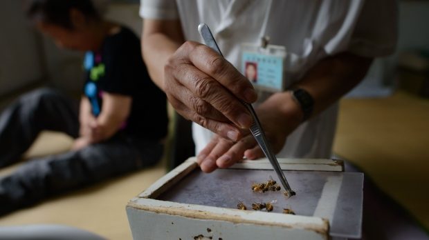 live bee acupuncture