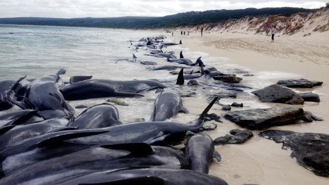 Click to enlarge More than 150 short-finned pilot whales stranded en masse at Hamelin Bay, 10km north of Augusta, WA, early this morning.