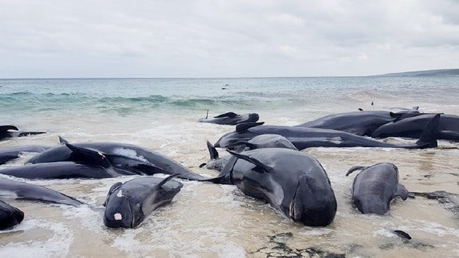 Click to enlarge Some of the whales at Hamelin Bay, 10km north of Augusta.