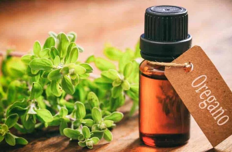 oregano oil