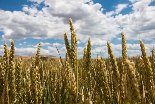 crop losses NSW
