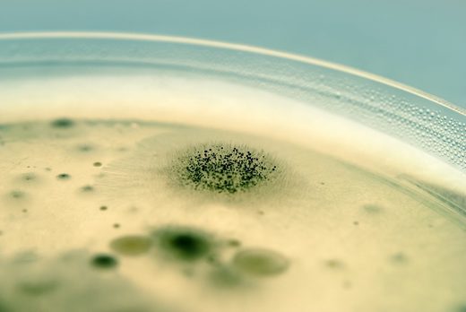 bacteria