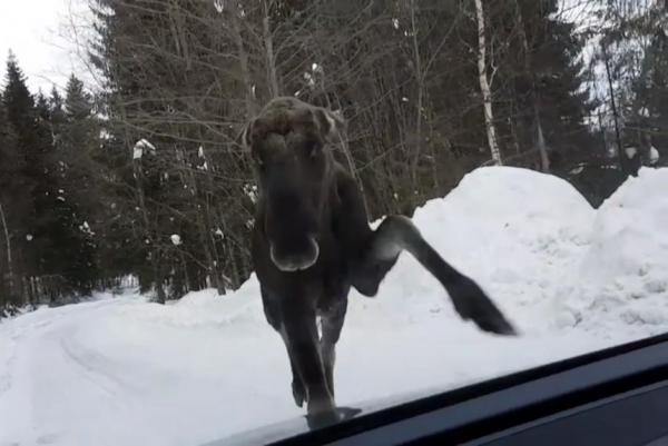 Click to enlarge Moose attack