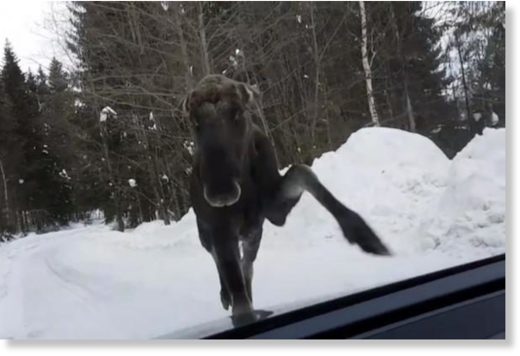 Moose attack